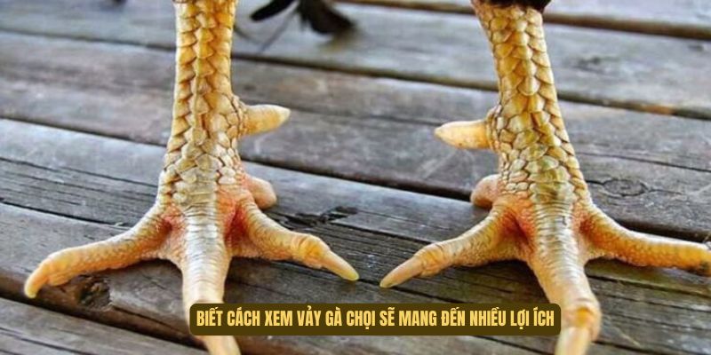 Cách xem vảy gà chọi chuẩn sẽ mang đến nhiều lợi ích