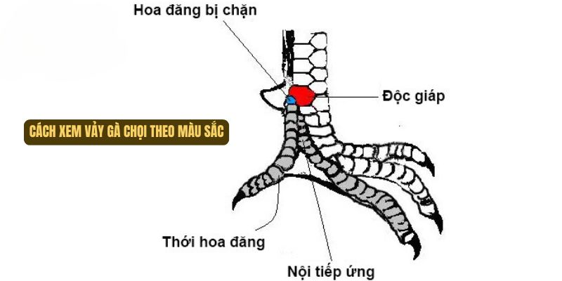 Màu sắc có thể biểu hiện được phong độ